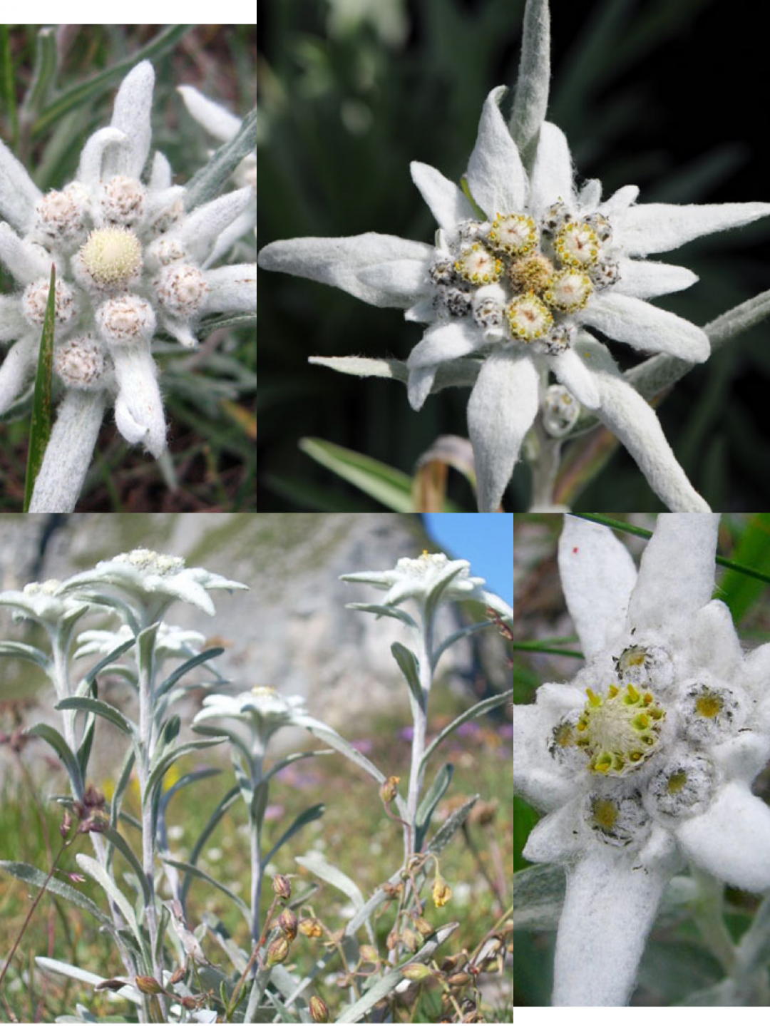 老头草是治肾炎专药
